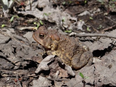 American Toad (Bufo americanus)