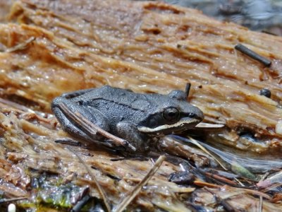 Wood Frog (Rana sylvatica)