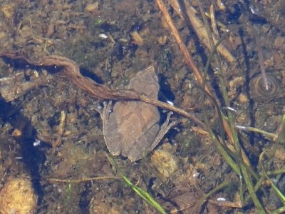 Spring Peepers (Pseudacris crucifer)