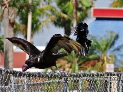Turkey Vulture and Boat-tailed Grackle