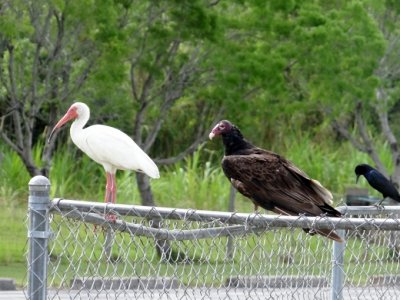 Three Species on a Fence