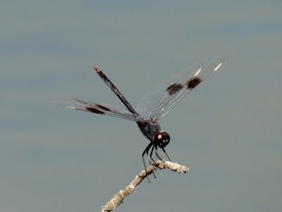 Four-spotted Pennant (Brachymesia gravida)