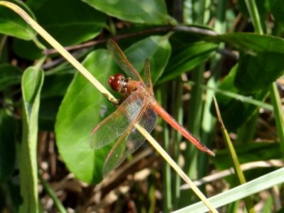 Needham's Skimmer (Libellula needhami)