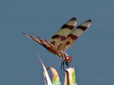 Halloween Pennant