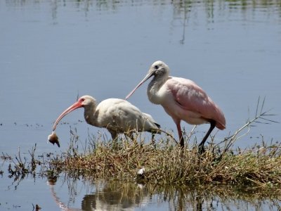 Roseate Spoonbill and White Ibis with fish