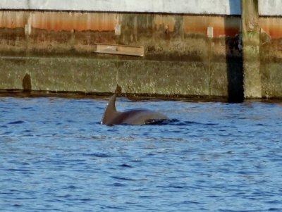 Dolphins in the marina