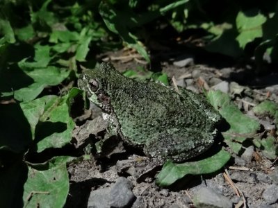 Gray Treefrog (Hyla versicolor )