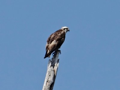 Osprey seen on Manatee boat tour