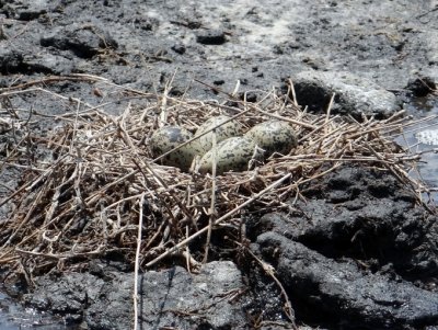 Black-necked Stilt nest