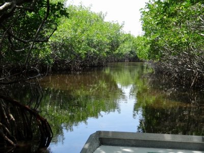Mangrove tunnel in the Everglades
