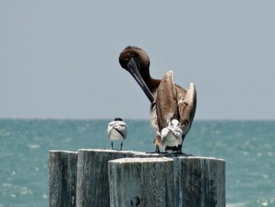 Brown Pelican and Royal Terns