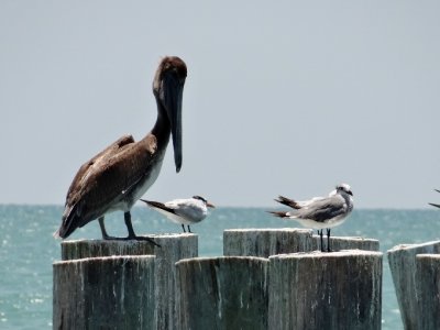 Brown Pelican, Laughing Gull and Royal Terns