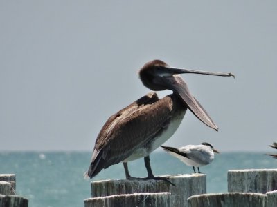 Brown Pelican with something to say!