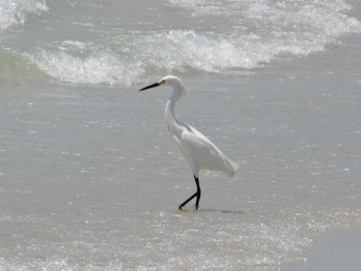 Snowy Egret