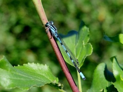 Marsh Bluet (<i>Enallagma ebrium</i>)