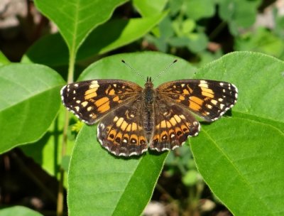 Silvery Checkerspot (Chlosyne nycteis)