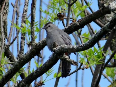 Gray Catbird