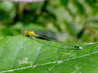 Vesper Bluet (Enallagma vesperum)