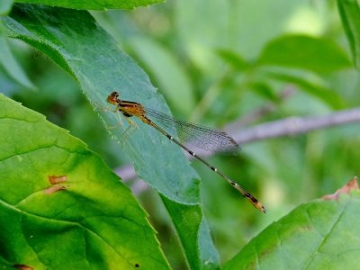 Orange Bluet (Enallagma stignaum)