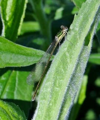 Sedge Sprite