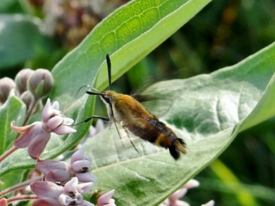 Snowberry Clearwing (Hemaris diffinis) Hodges #7855