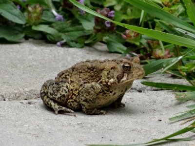 American Toad