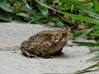 American Toad