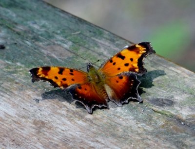 Grey Comma (Polygonia progne)