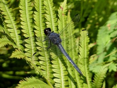 Slaty Skimmer (Libellula incesta)