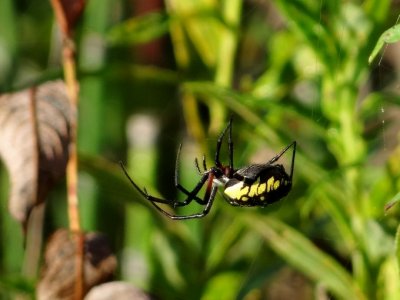 Black and Yellow Argiope (Argiope aurantia)