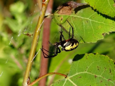 Black and Yellow Argiope (<i>Argiope aurantia</i>)