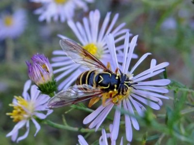 Hover Flies (Family Syrphidae)