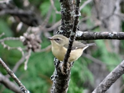 Black-throated Blue Warbler