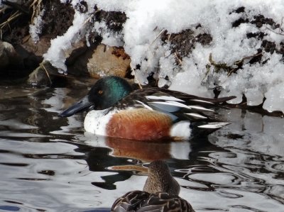 Northern Shoveler