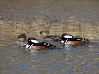 Hooded Mergansers