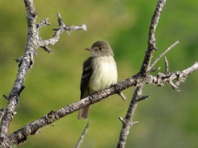 Willow Flycatcher