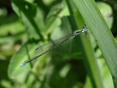 Sedge Sprite