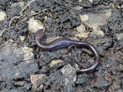 Eastern Redback Salamander (Plethodon cinereus)
