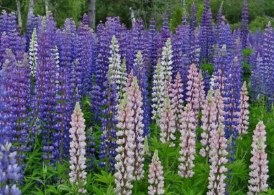 Love those Nova Scotia lupins!