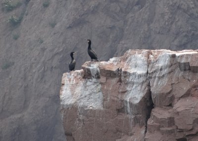 Great Cormorants