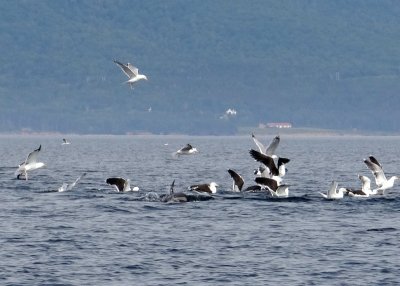 When Gulls, Dolphins and Fish Converge