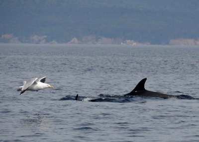 Dolphins Breaking the water