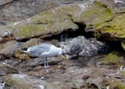Herring Gulls (Adult and chick)