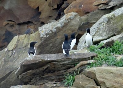 Razorbills