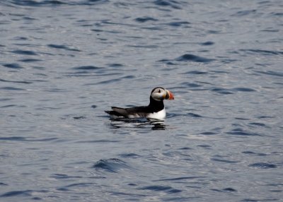 Atlantic Puffin