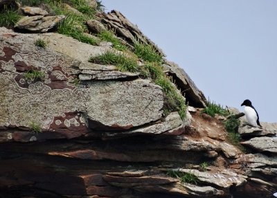 Razorbill and Rock Formation