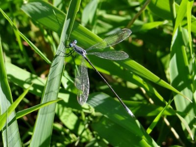 Swamp Spreadwing