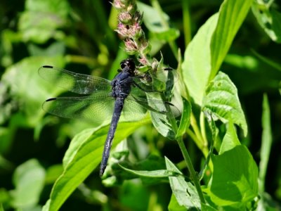 Slaty Skimmer