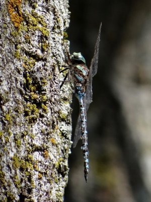 Canada Darner