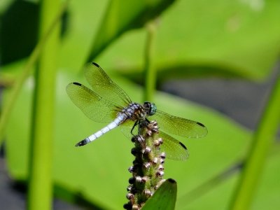 Blue Dasher